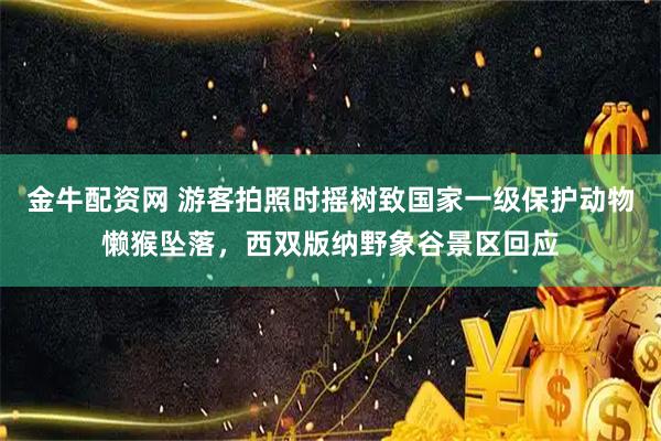 金牛配资网 游客拍照时摇树致国家一级保护动物懒猴坠落，西双版纳野象谷景区回应