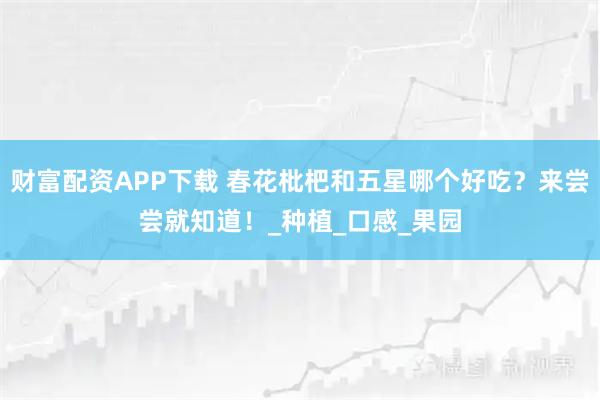 财富配资APP下载 春花枇杷和五星哪个好吃？来尝尝就知道！_种植_口感_果园